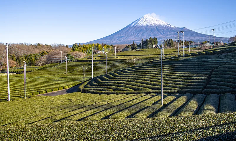 富士山と茶畑の写真